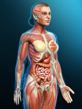3D, tıbbi olarak kadın anatomisini doğruluyor.