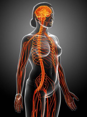 3D, tıbbi olarak bir kadın sinir sisteminin doğru bir örneği.