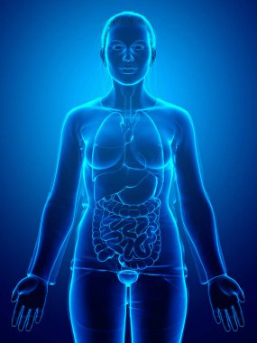 3D, kadın organları safra kesesi anatomisinin tıbben doğru bir örneği.