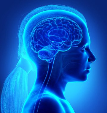 Genç kızın beyin röntgeni anatomisinin 3 boyutlu tıbbi çizimi