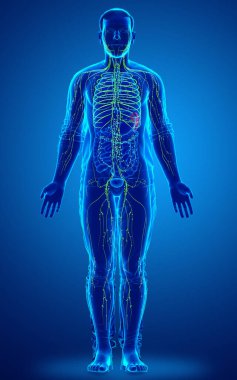 3D, erkek lenf sisteminin tıbben doğru bir çizimi.