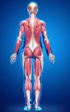 3D, kadın kas sisteminin tıbben doğru bir göstergesi.