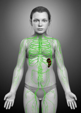 3D, genç bir kızın lenf sisteminin tıbben doğru bir çizimi.