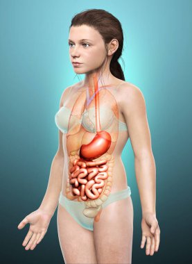 Genç bir kızın midesi ve ince bağırsağının 3 boyutlu, tıbben doğru bir çizimi.
