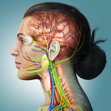 3D, kadın beyin anatomisini tıbben doğru gösteriyor.