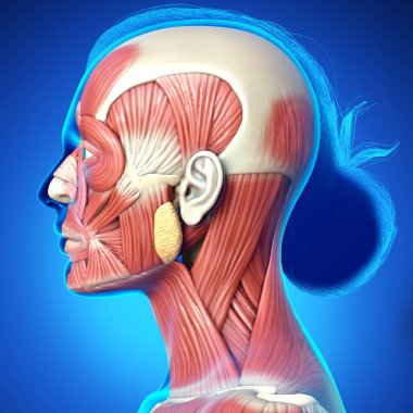 Eğitim için kadın anatomisinin 3 boyutlu tıbbi çizimi