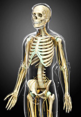 3D, sinir sistemi ve iskelet sisteminin tıbbi olarak doğru bir gösterimi.