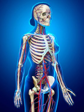 3D, kadın dolaşım ve iskelet sisteminin tıbben doğru çizimi.