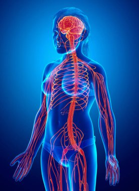 3D, genç bir kızın sinir sisteminin tıbben doğru bir çizimi.