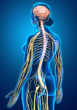 3D, tıbbi olarak bir kadın sinir sisteminin doğru bir örneği.