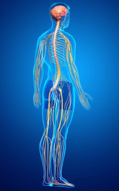 3D, bir erkek sinir sisteminin tıbbi olarak doğru bir gösterimi.