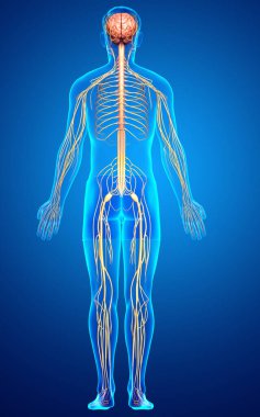 3D, bir erkek sinir sisteminin tıbbi olarak doğru bir gösterimi.