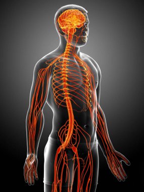 3D, bir erkek sinir sisteminin tıbbi olarak doğru bir gösterimi.