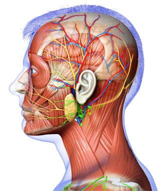 Eğitim için erkek baş anatomisinin 3 boyutlu tıbbi çizimi
