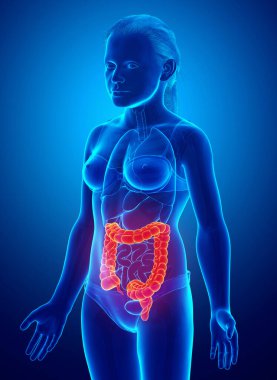 Kalın bağırsak anatomisinin 3 boyutlu, tıbben doğru bir çizimi.