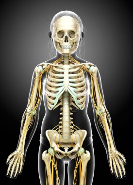 3D, genç bir kızın sinir sistemi ve iskelet sisteminin tıbben doğru bir gösterimi.