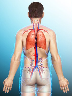 Erkek akciğer anatomisinin 3 boyutlu, tıbben doğru bir örneği.
