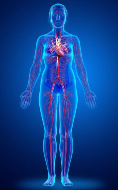 Dişi atardamarların tıbben doğru çizimi 3D