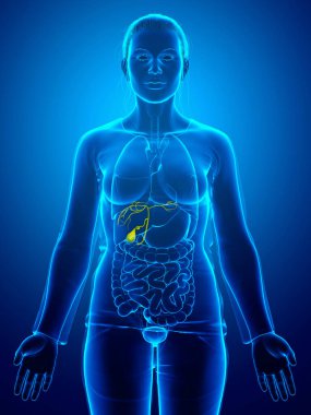 3D, kadın organları safra kesesi anatomisinin tıbben doğru bir örneği.