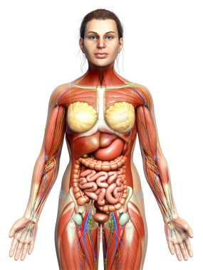 3D, tıbbi olarak kadın anatomisini doğruluyor.
