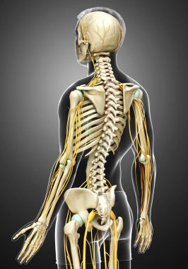 3D, sinir sistemi ve iskelet sisteminin tıbbi olarak doğru bir gösterimi.
