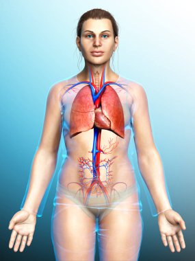 3 boyutlu, tıbbi olarak kadın akciğer anatomisini gösteriyor.