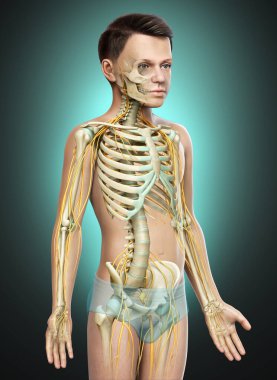 3D, genç bir çocuğun sinir sistemi ve iskelet sisteminin tıbben doğru bir gösterimi.