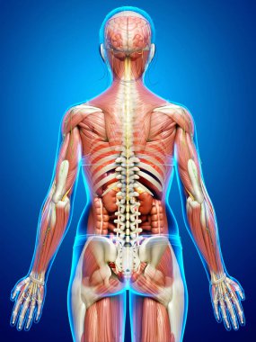 3D, tıbbi olarak erkek anatomisini doğruluyor.