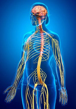3D, tıbbi olarak bir kadın sinir sisteminin doğru bir örneği.