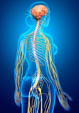 3D, tıbbi olarak bir kadın sinir sisteminin doğru bir örneği.