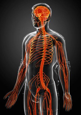 3D, bir erkek sinir sisteminin tıbbi olarak doğru bir gösterimi.