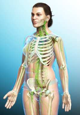 3D, tıbbi olarak bir kadın lenf sisteminin doğru bir çizimi.