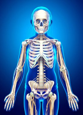 3D, genç bir kızın sinir sistemi ve iskelet sisteminin tıbben doğru bir gösterimi.