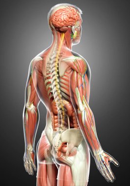 3D, tıbbi olarak erkek anatomisini doğruluyor.