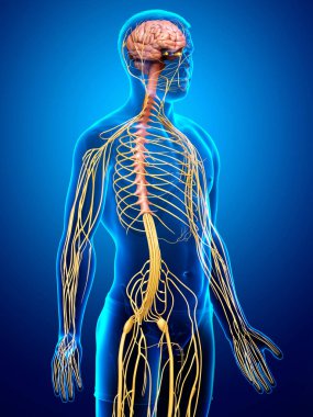 3D, bir erkek sinir sisteminin tıbbi olarak doğru bir gösterimi.