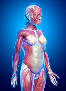 3D, genç bir kızın kas sisteminin tıbben doğru bir çizimi.