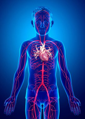 3D, genç erkek atardamarlarının tıbben doğru çizimi.