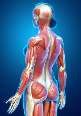 3D, kadın kas sisteminin tıbben doğru bir göstergesi.