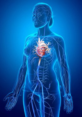 Dişi dolaşım sisteminin 3D çizimi