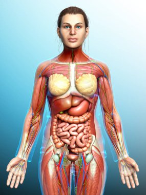 3D, tıbbi olarak kadın anatomisini doğruluyor.