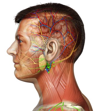Eğitim için erkek baş anatomisinin 3 boyutlu tıbbi çizimi