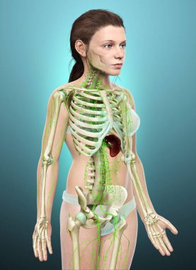 3D, genç bir kızın lenf sisteminin tıbben doğru bir çizimi.