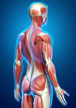 3D, erkek kas sisteminin tıbben doğru bir gösterimi.
