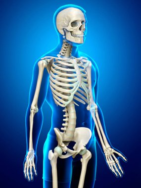 3D üretilmiş, tıbben doğru bir erkek iskelet sistemi.