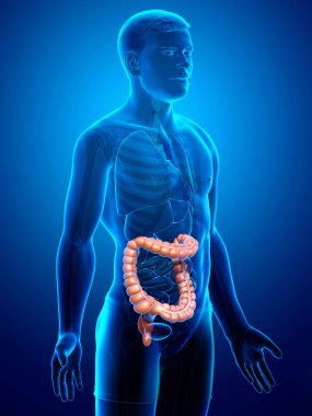 3D üretilmiş, erkek kalın bağırsak anatomisinin tıbben doğru bir örneği.