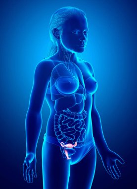 3D, genç bir kızın rahminin tıbben doğru bir tasviri.