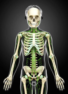 3D, genç bir çocuğun lenfatik sisteminin tıbben doğru bir çizimi.