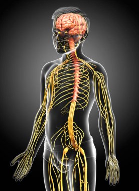 3D, genç bir çocuğun sinir sisteminin tıbben doğru bir örneği.