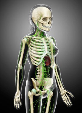 3D, genç bir kızın lenf sisteminin tıbben doğru bir çizimi.