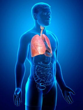 Erkek akciğer anatomisinin 3 boyutlu, tıbben doğru bir örneği.